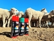 Ο δείκτης ζωικού κεφαλαίου Plyfit δεν ψεκάζει κανένα πρόβατο αγελάδων ζημιάς χαρακτηρίζοντας το χρώμα ψεκασμού